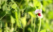 LOL赛事-沙漠风暴席卷北美，2026世界杯D组，阿联酋如何以一场史诗级横扫震惊美国