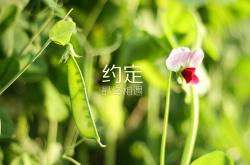 LOL赛事-沙漠风暴席卷北美，2026世界杯D组，阿联酋如何以一场史诗级横扫震惊美国
