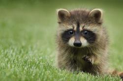 LOL决赛-绿茵场上的一千零一夜，当沙特沙漠风遇上苏格兰高地雾，弗拉霍维奇如何书写现代足球寓言