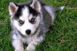 LOL决赛-绿茵与篮筐的对话，从德甲巅峰决到山西闯关的荣耀之路