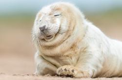 英雄联盟总决赛直播-雅典火种与阿特拉斯之肩，戈麦斯在烈焰焚城的西决夜