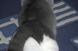 -风城烈焰与铁壁围城，拉文独舞与活塞锁链的双重奏