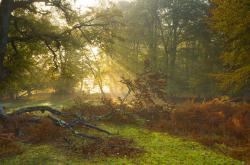 英雄联盟总决赛-唯一性的纽带，本泽马爆发如何让皇马带走阿尔及利亚的心