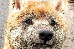 英雄联盟总决赛时间-篮球圣殿的苏格兰宣言，当库尔图瓦的阴影笼罩东决战场