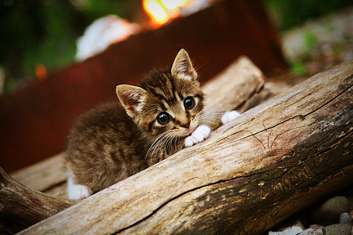 破茧成蝶，戈麦斯在拉齐奥对阵尼斯的焦点战中打破质疑