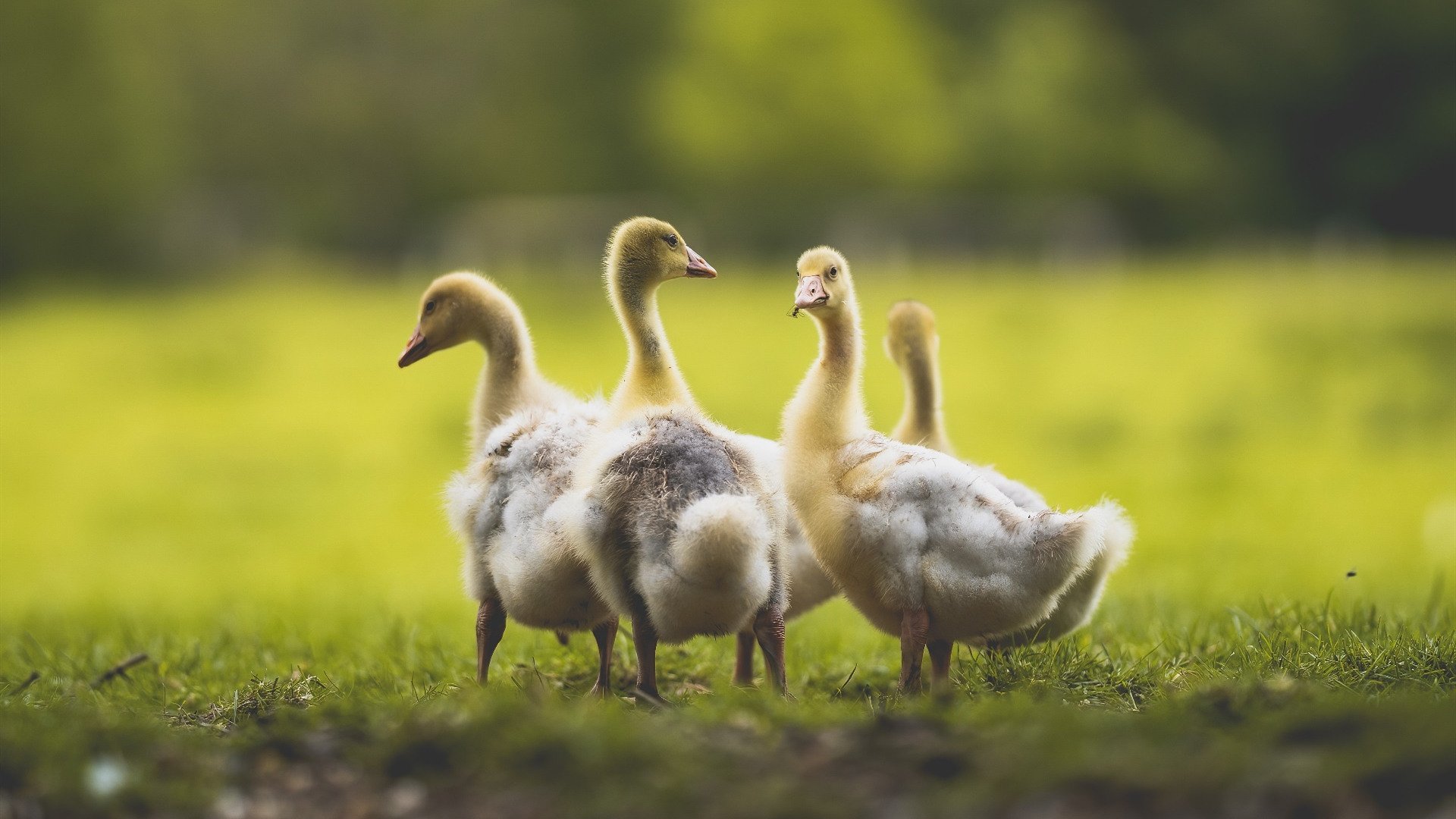 狂澜与磐石，当巴萨的洪水冲垮金字塔，谁在门线上定义胜负？