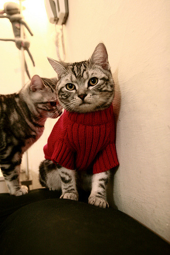 黑马奔腾,文班亚马冷静封锁76人,活塞青春风暴撼动联盟