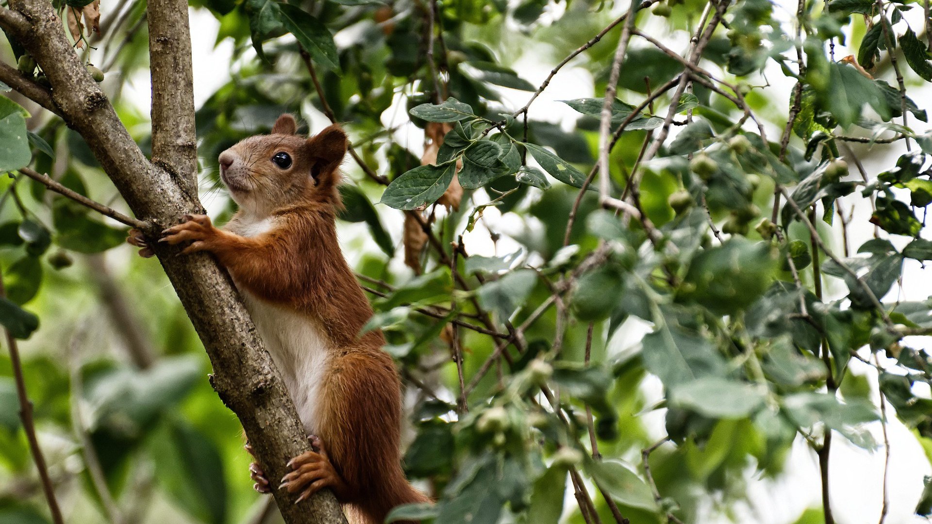 唯一性的见证,土耳其终结新西兰,美加墨世界杯焦点战解析