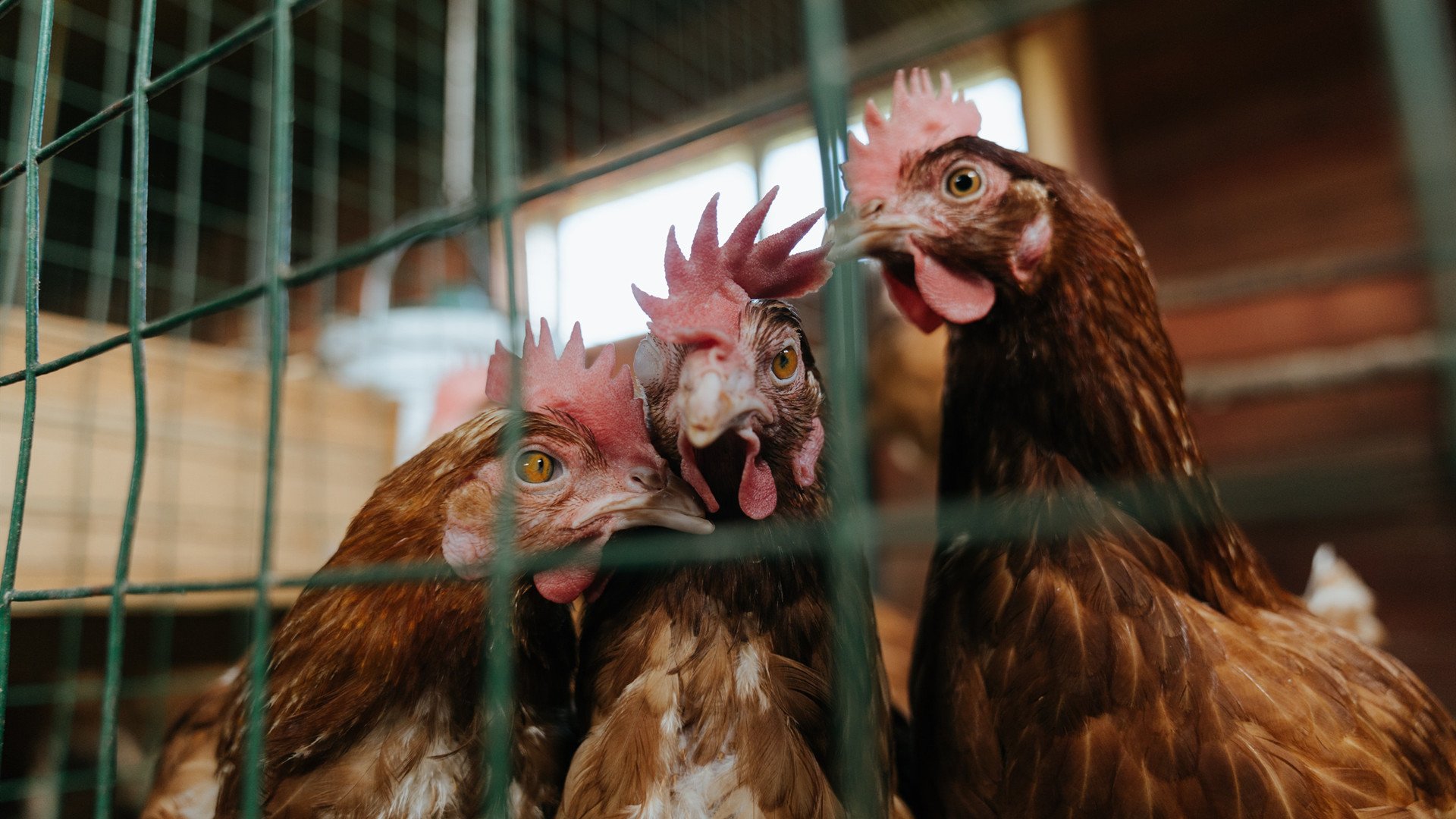 范弗利特1.9秒穿越八千公里绝杀！爵士辽宁史诗对决点燃篮球地球村