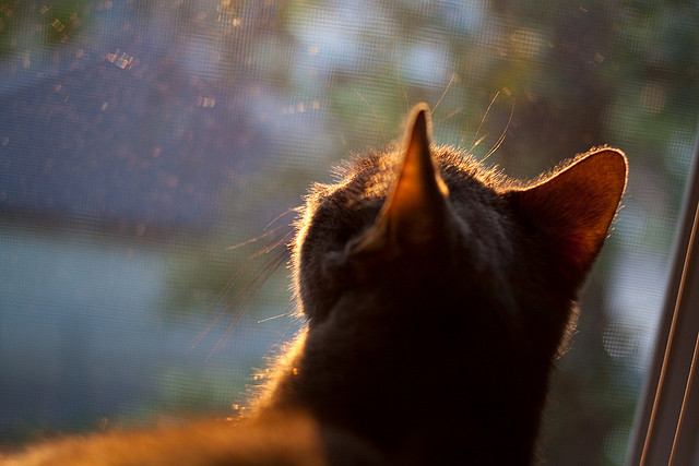 英超争冠焦点战，浙江队正面击溃魔术的战术启示