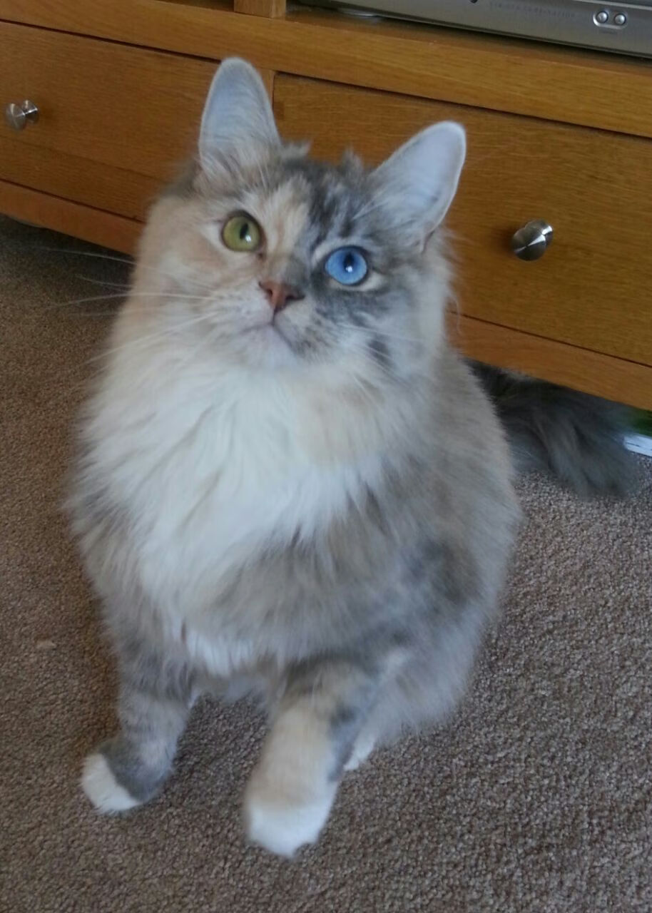 莫兰特之夜，世界排名争夺战中的唯一统治者