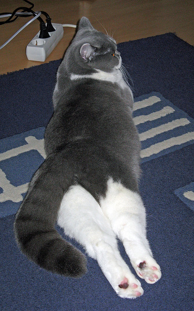 风城烈焰与铁壁围城，拉文独舞与活塞锁链的双重奏