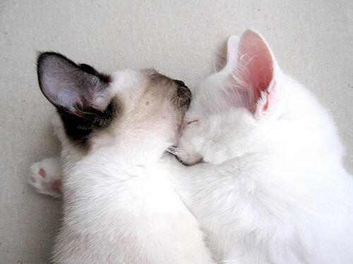 贝蒂斯之夜，当紫白风暴让南大王梦碎，李刚仁执笔写下新王序章