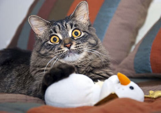 莫德里奇37分钟扭转战局！乌拉圭2-1逆转卡塔尔，老将导演绝地反击