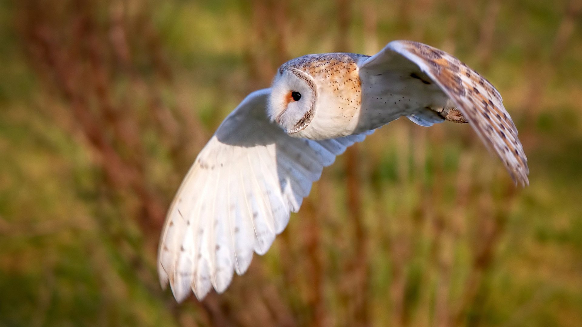 唯一性的对决，那不勒斯爆冷波兰与凯恩的得分传奇