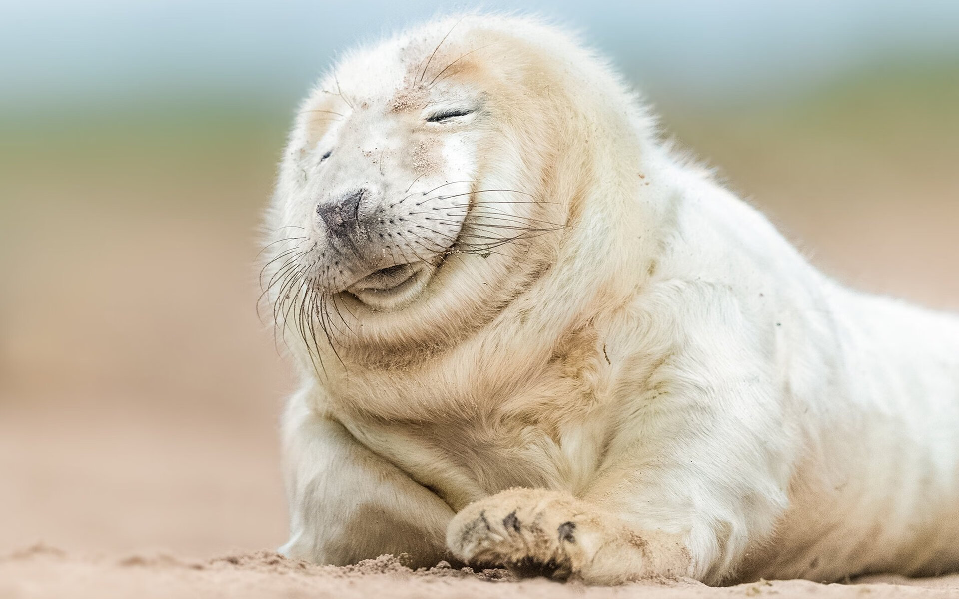 冰与火的对决，当葡萄牙的焰火遇上库尔图瓦的倒戈之墙