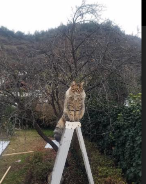 冰与火的对决，当葡萄牙的焰火遇上库尔图瓦的倒戈之墙