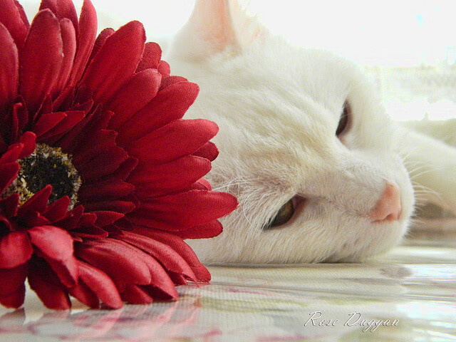 跨海风暴眼，西亚卡姆虚拟降临引爆深圳，亚欧篮球幻觉一夜终结雷霆悬念